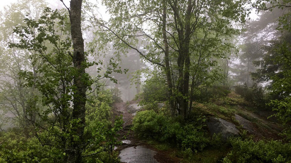 Barlindaasen_640