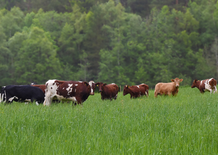 Bilde av kyr som beiter på grønt jorde