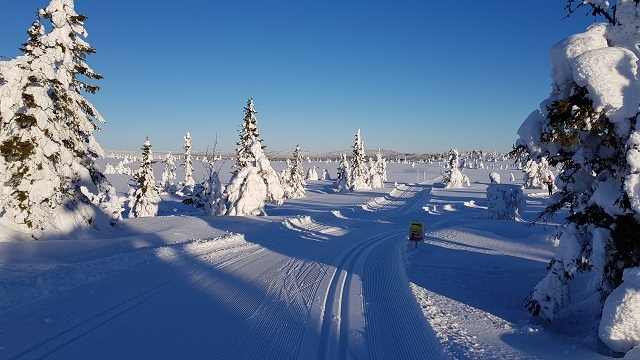 Appelsinhaugen er Stenfjellrunden høyeste punkt, og her svinger 42,5 km til høyre mens 23 km går rett fram. (Foto: Stein Arne Negård) Appelsinhaugen er Stenfjellrunden høyeste punkt, og her svinger 42,5 km til høyre mens 23 km går rett fram. (Foto: Stein Arne Negård)