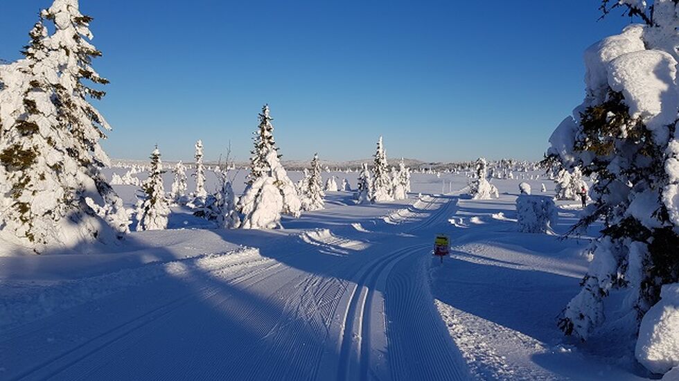 Appelsinhaugen er Stenfjellrunden høyeste punkt, og her svinger 42,5 km  til høyre mens 23 km går rett fram. (Foto: Stein Arne Negård)