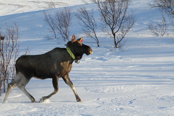 Foto: Erling Meisingset (NIBIO)