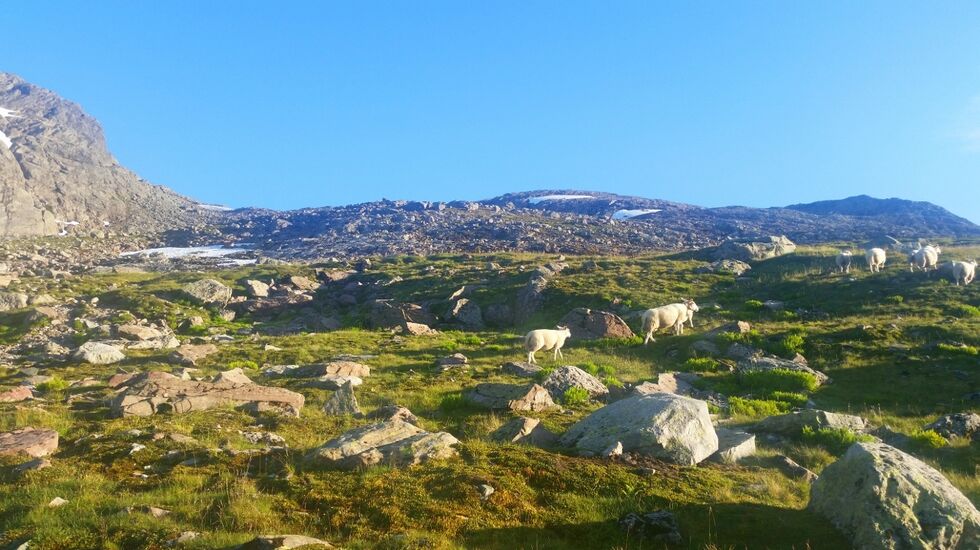 Biletet viser området over Vardehaugane (Ura og Sauekrånakkane) opp mot toppen av Storehesten og pr. idag fins det ikkje snø i dette området. (Arrangørfoto)
