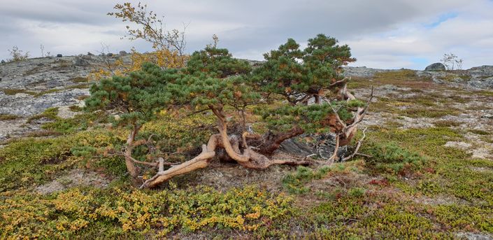 Loftevarre