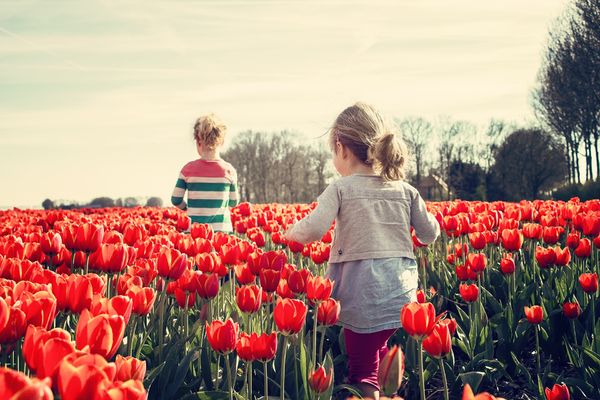 Tulipanjenter