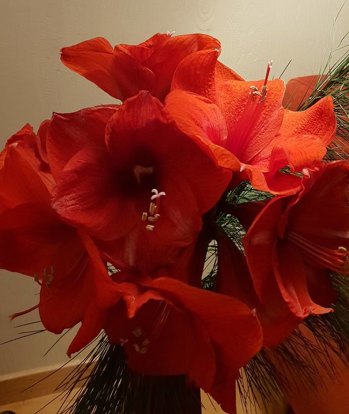 amaryllis