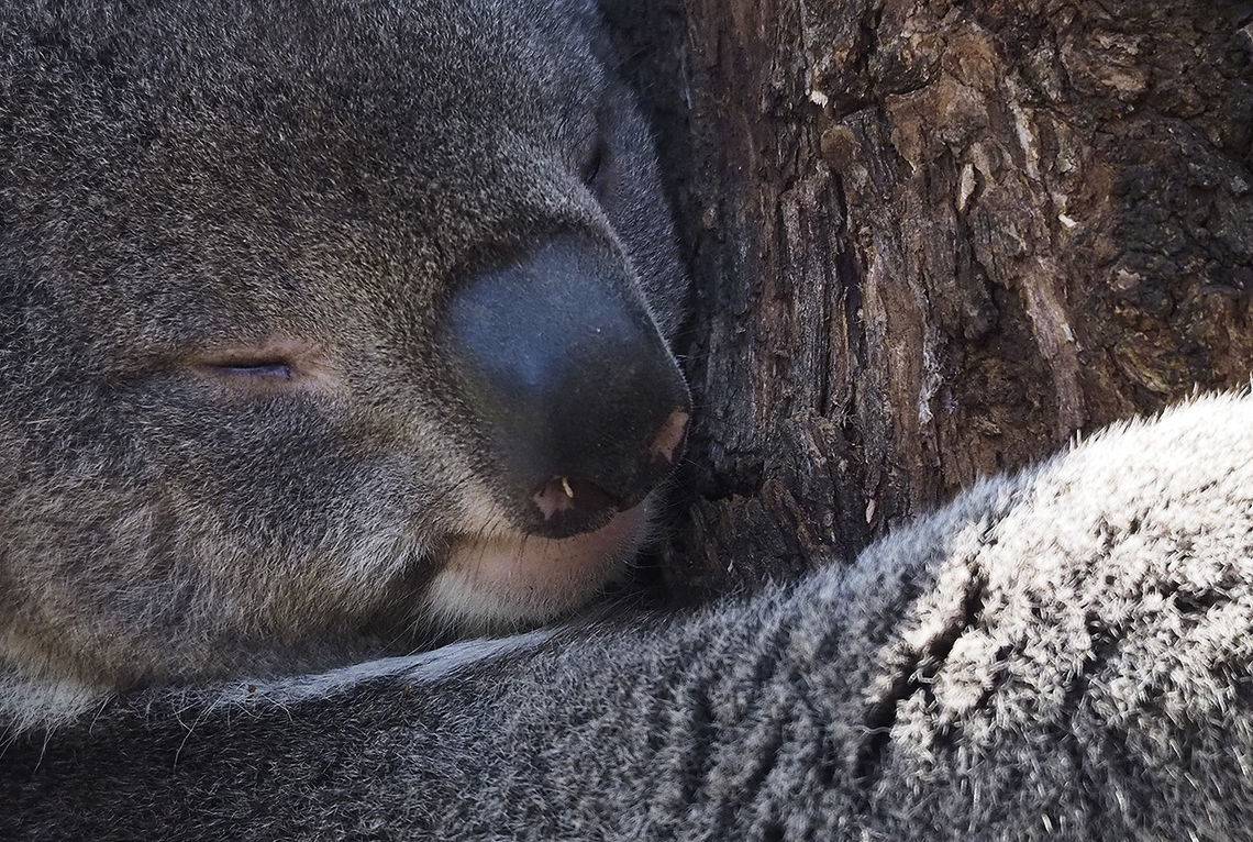 Søvn er viktigere enn mange er klar over. Kanskje har vi noe å lære av koalabjørnen? (Illustrasjonsfoto: Bjørn Johannessen)