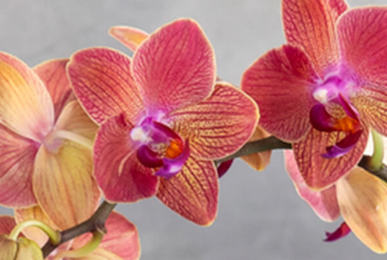 orkide5tips