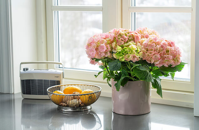 lyserosa-hortensia-i-vinduet.jpg