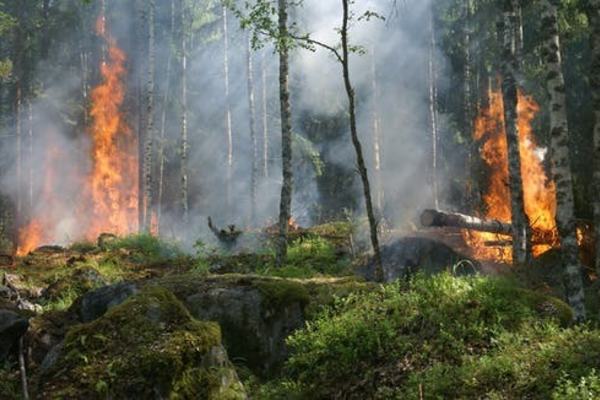 forest-fire-fire-smoke-conservation-51951
