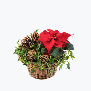 190763_blomster_juleplante
