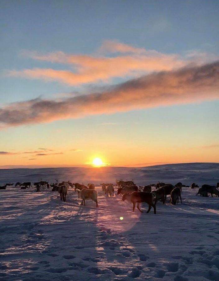 Rein på vinterbeite i solnedgang