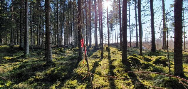 Immerslundmarka i Hamar i vårsol. Foto: Stein Arme Negård)