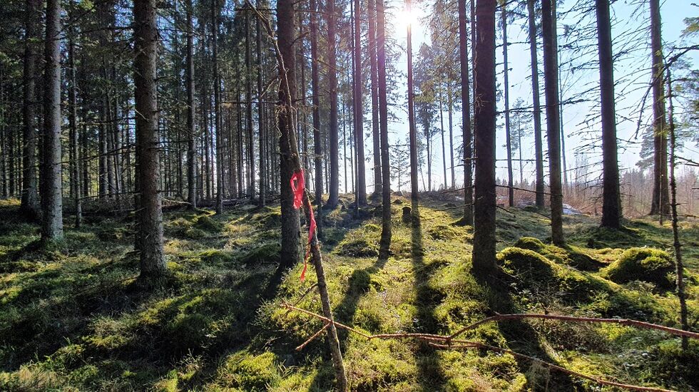 Immerslundmarka i Hamar i vårsol. Foto: Stein Arme Negård) 