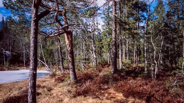 Langvann_1