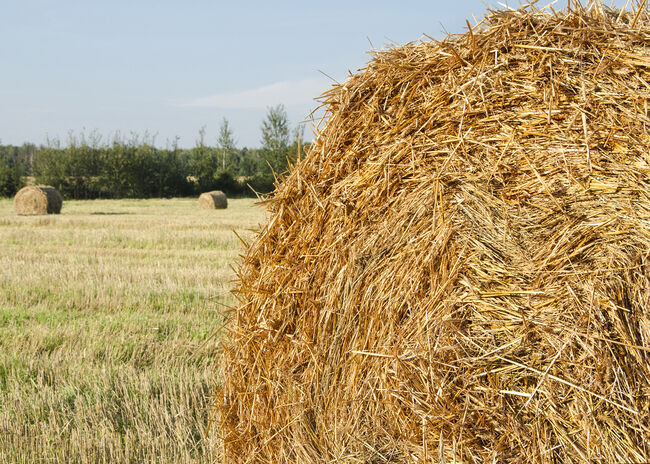 stack of hay on the field on a background of green forest and sk