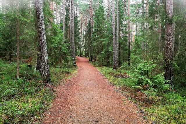 Flotte skogsstier i Moskogen i Moelv.. Flotte skogsstier i Moskogen i Moelv..