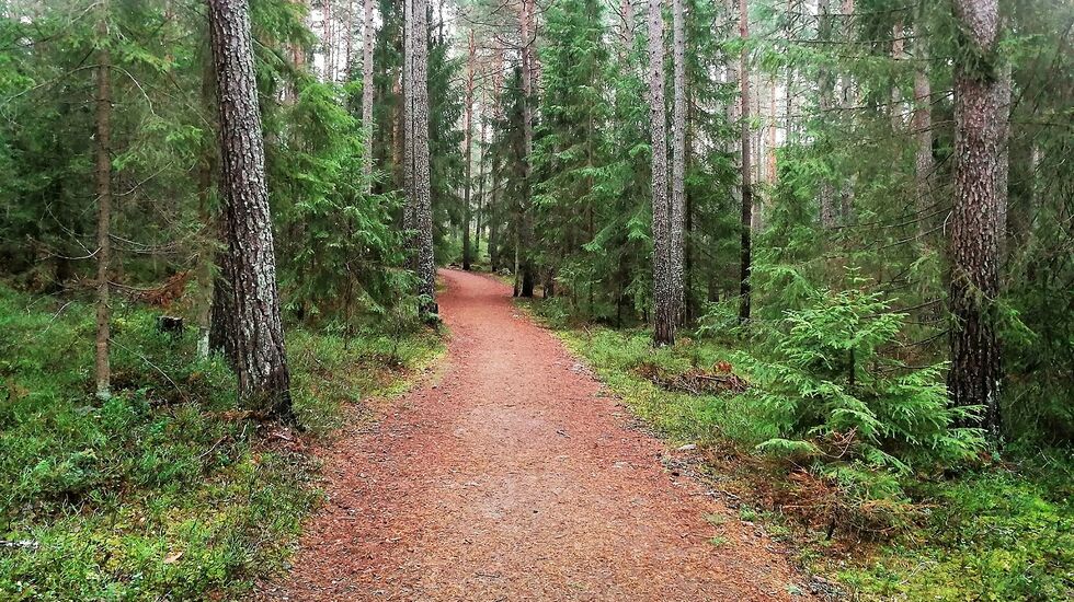 Flotte skogsstier i Moskogen i Moelv..
