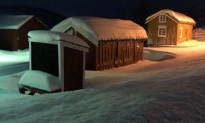 Melkerampe med snø ©Evy Hansen