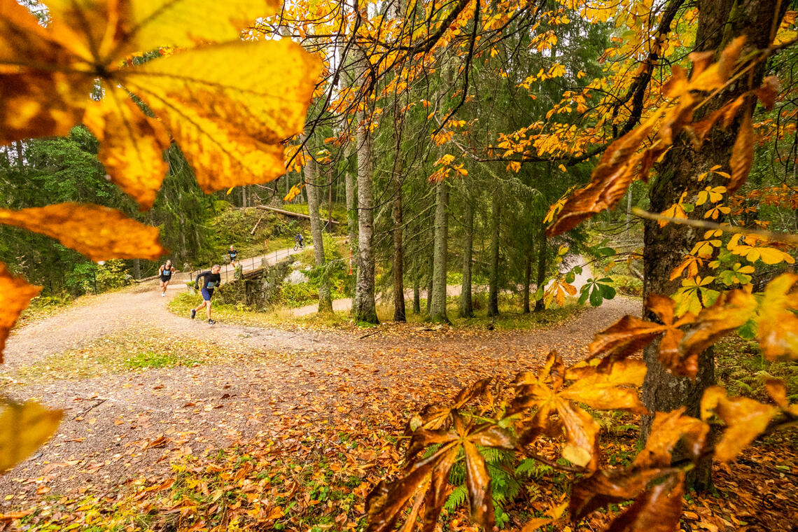 Høstfarger: Slik er det som regel i Nøklevann Rundt - strålende høstfarger i skogen. (Foto: Sylvain Cavatz)