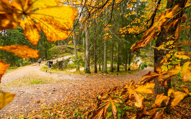 Høstfarger: Slik er det som regel i Nøklevann Rundt - strålende høstfarger i skogen. (Foto: Sylvain Cavatz)