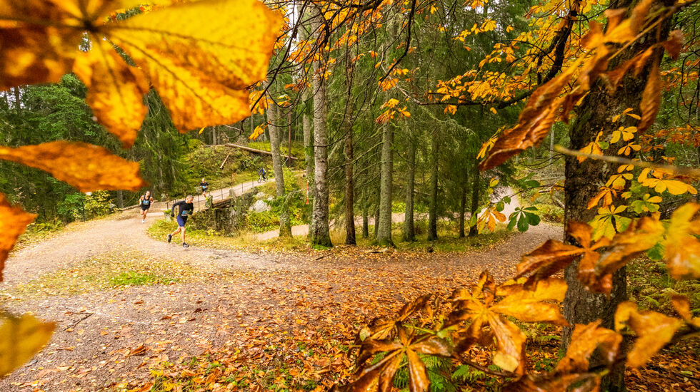Høstfarger: Slik er det som regel i Nøklevann Rundt - strålende høstfarger i skogen. (Foto: Sylvain Cavatz)
