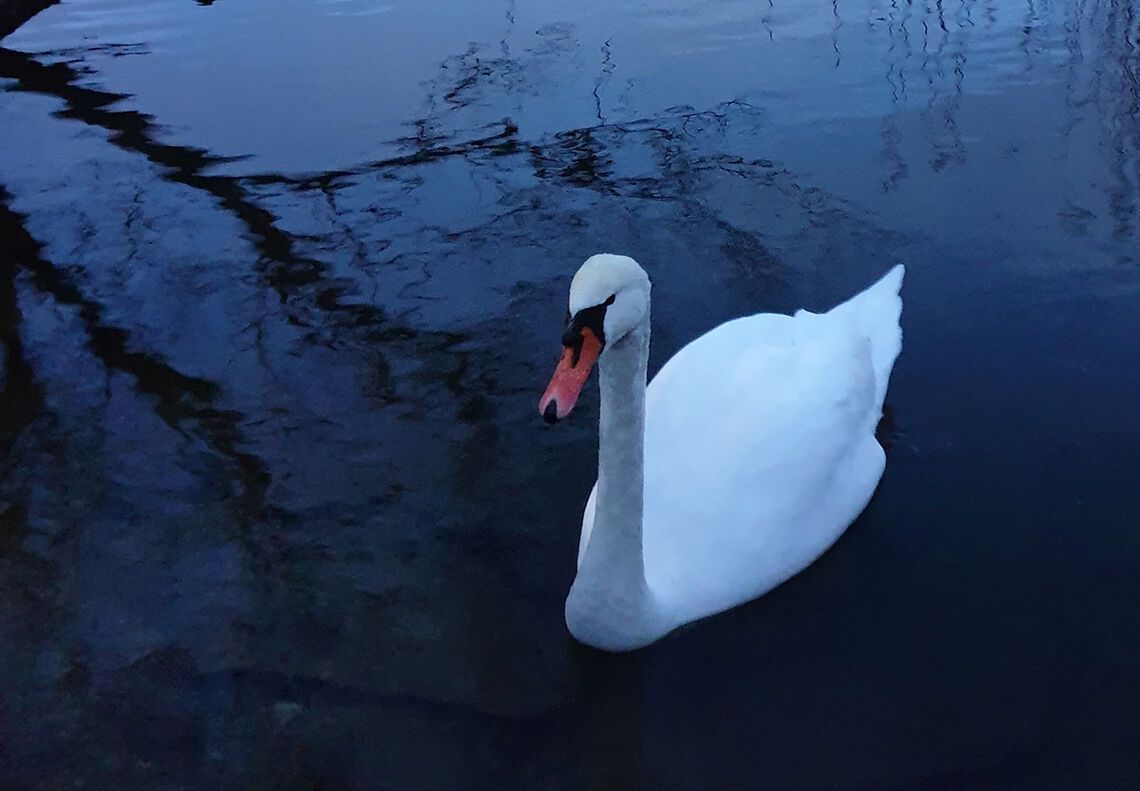 This one – the swan: Kan hende har svanen som sklir over Stokkavatnet, eitkvart å seie oss. (Foto: Runar Gilberg) 