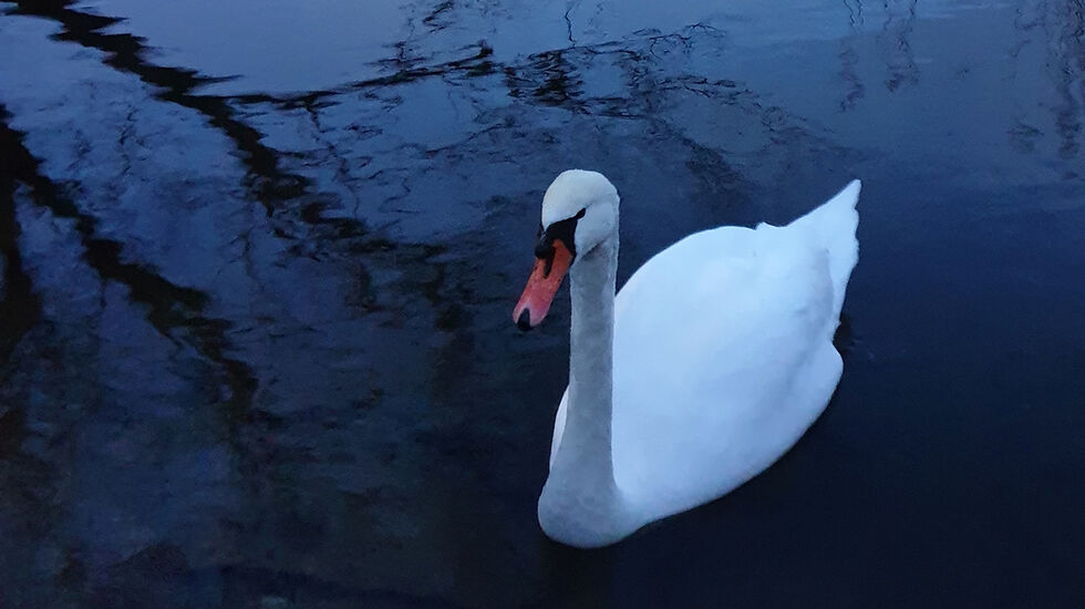 This one – the swan: Kan hende har svanen som sklir over Stokkavatnet, eitkvart å seie oss. (Foto: Runar Gilberg) 