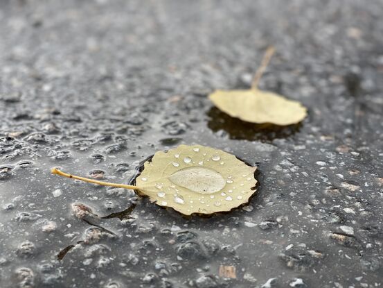 To gule blad med regndropar på våt asfalt.