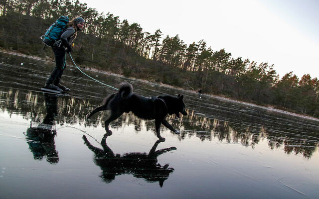 Jenny Ostrop og hunden danser elegant bortover det islagte vannet. (Foto: Arne Dag Myking)