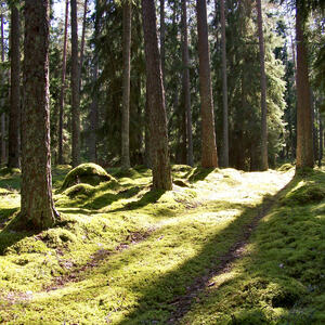 Deler av en traktorveg i en skog. Sola skinner inn mellom trærne.