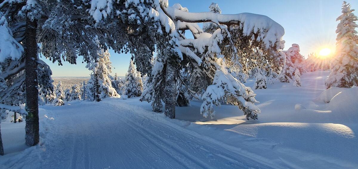 Stolpejakten på ski (1)