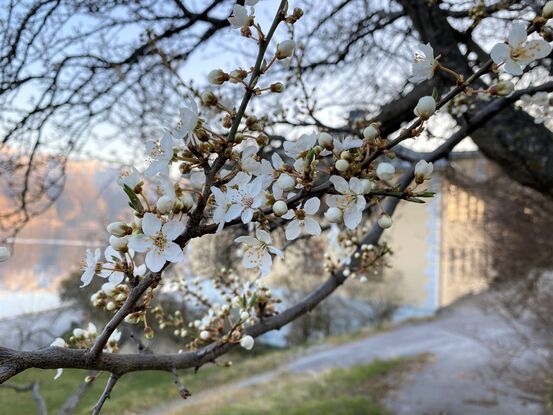 Blømande tre ved tinghuset.