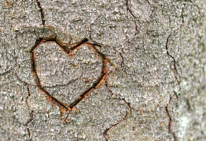 Heart shape on tree trunk in nature.