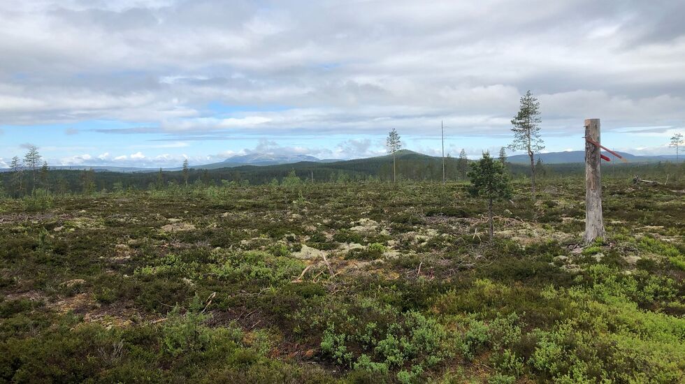 Parti fra den nye Trysilmila, kjent for mange fra Trysil Skimaraton. (Arrangørfoto)
