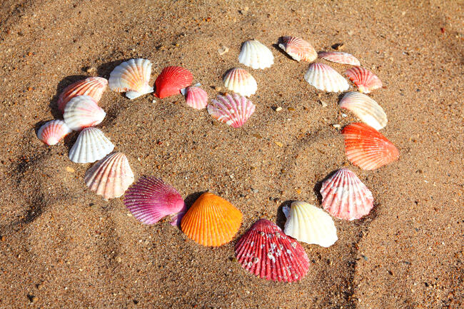 heart symbol from shells on sand