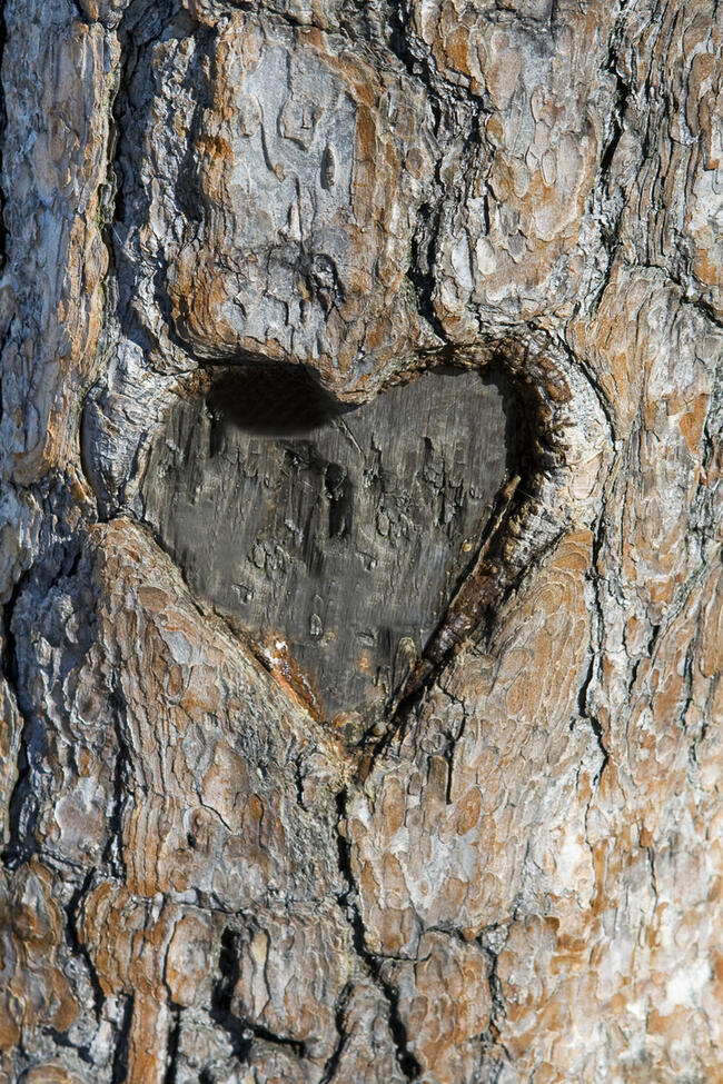 Heart carved into pine tree