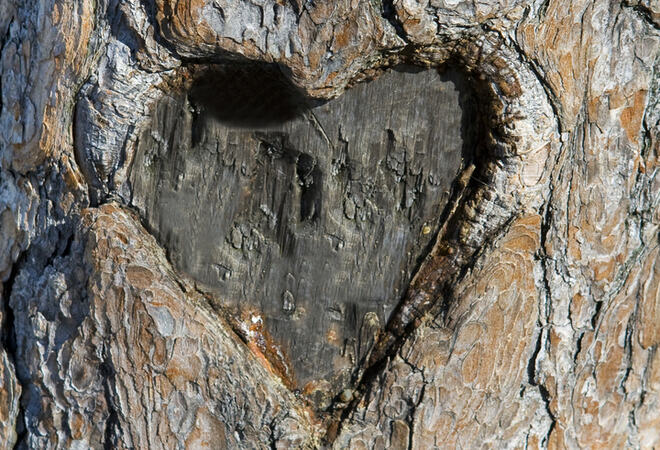 Heart carved into pine tree