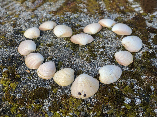 Heart shape from marine shells on natural ground. Romantic symbol. Romance love and Valentine concept, top view