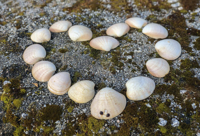 Heart shape from marine shells on natural ground. Romantic symbol. Romance love and Valentine concept, top view