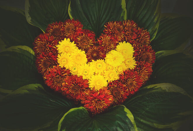 natural flower heart, made of Astra, paeony and corn flowers