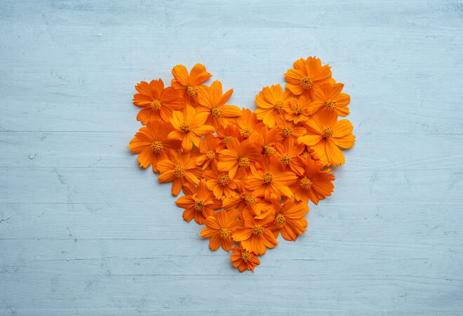 Heart shape orange cosmos flowers