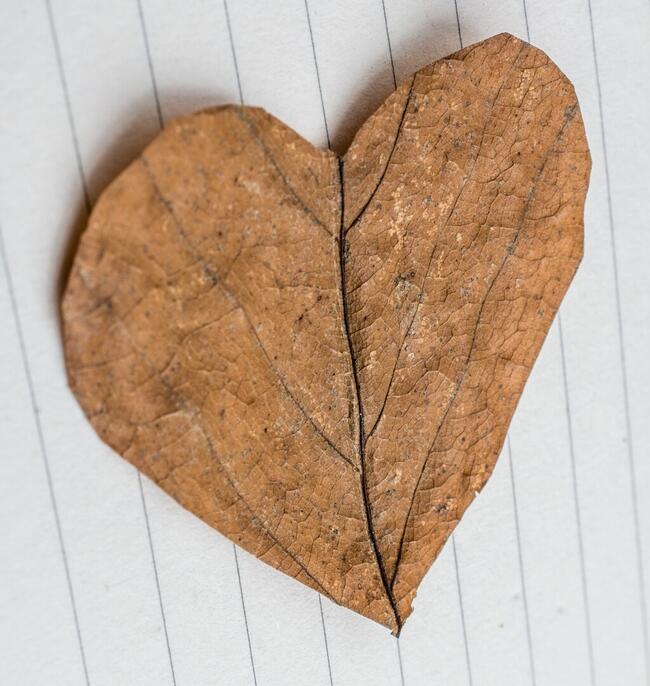 Heart shaped cut leaf on paper