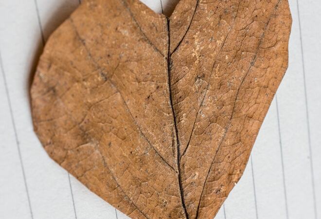 Heart shaped cut leaf on paper