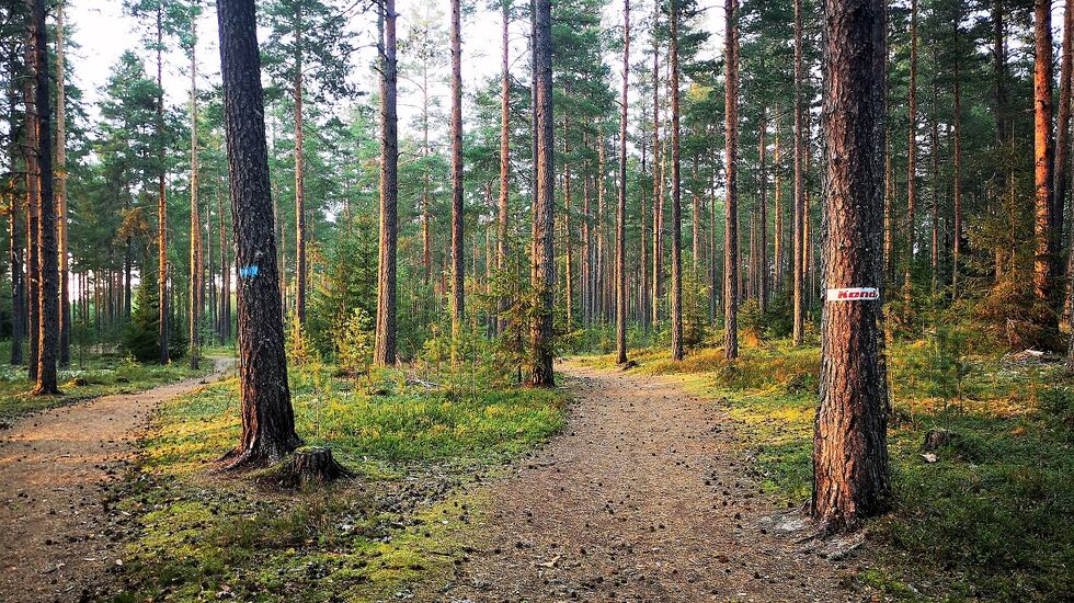Ikke noe å si på jakt-terrenget for Kondis-høstjakta i Elverum..... (Foto: Rolf Bakken)