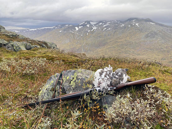 To spraglete daude ryper på ein stein støtta opp av ei hagle. Utsyn mot dal og fjell.