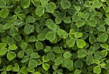 clover-3246585_1280