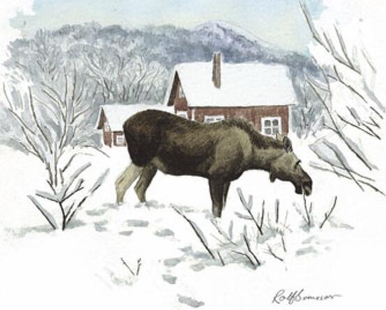 elg i boligområde