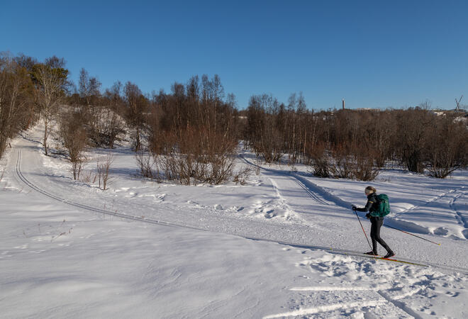 Skiløper i skiløype