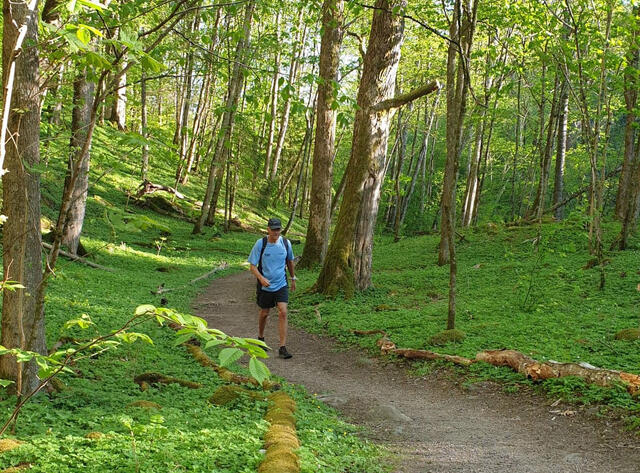 I det grøne: Det var fint å ha selskap av kyststivandrar nummer ein, òg dei gongene stien tok ein avstikkar inn i skogen. (Foto: Runar Gilberg)