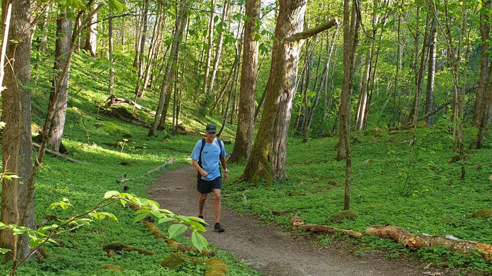 I det grøne: Det var fint å ha selskap av kyststivandrar nummer ein, òg dei gongene stien tok ein avstikkar inn i skogen. (Foto: Runar Gilberg)